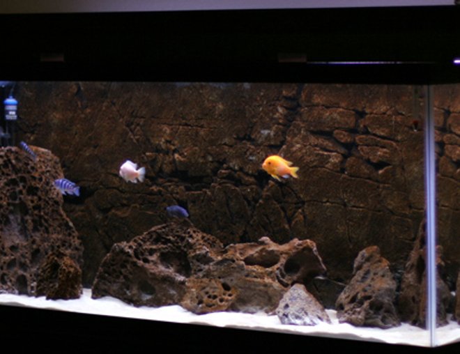 55 gallons freshwater fish tank (mostly fish and non-living decorations) - 55 gallon Malawi Rift:

White beach sand, 40lbs lace rock, Pangea Flatrock IV background (black), Eheim Pro II 2026 canister filter, Ebo Jager 200 Watt heater, All-Glass Twin-Tube strip light.