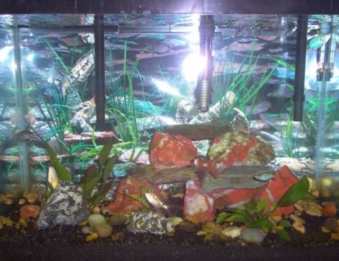 20 gallons freshwater fish tank (mostly fish and non-living decorations) - Zebra plec, Black-spot barbs, Blue tetras and Dwarf Gouramis.