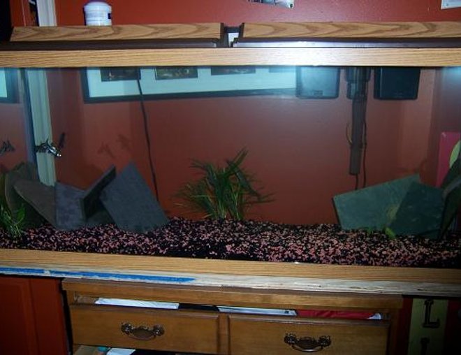 55 gallons freshwater fish tank (mostly fish and non-living decorations) - My second tank.  I'm still kind of new to the hobby but i think im doing good for a starter.