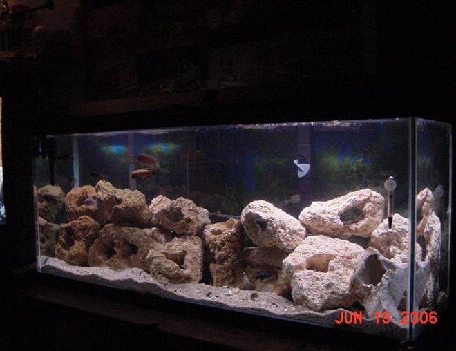 55 gallons freshwater fish tank (mostly fish and non-living decorations) - This tank has been up and running for a lillte over 6 month now.I got this tank from a buddy who was moving and couldn't take his tank or his fish. He ended up gettiong a smaller tank, So He wanted his fish back. I went out and started buying fish that I thought looked good. Now that there are bigger, I can tell they are all males and the Aggression in the tank Is very high. I have decided to start cleaning house and only keeping a few. In the end I hope to have 3-5 Species with a ratio of 1m/2or3f. I just got a new filter and some more tuffa rock. I still need more rock