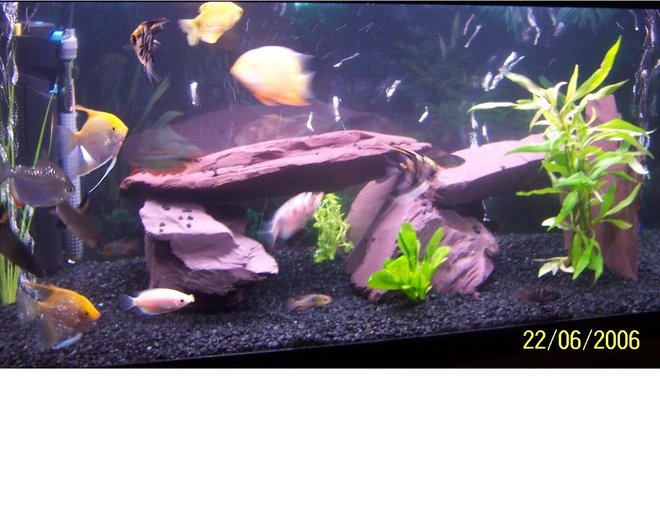 45 gallons freshwater fish tank (mostly fish and non-living decorations) - my tank a new setup with less decorations and more plants