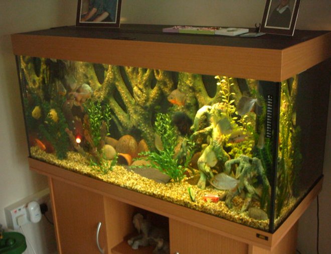 66 gallons freshwater fish tank (mostly fish and non-living decorations) - my fave tank.