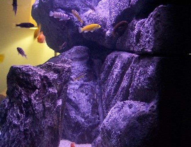 65 gallons freshwater fish tank (mostly fish and non-living decorations) - Side view of Matt & Joanna's 65 gallon Malawi Mbuna aquarium.