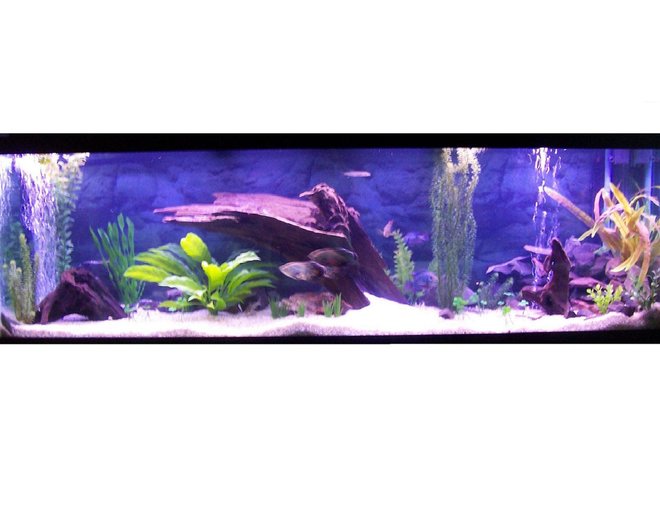 125 gallons freshwater fish tank (mostly fish and non-living decorations) - my 125 gallon tank