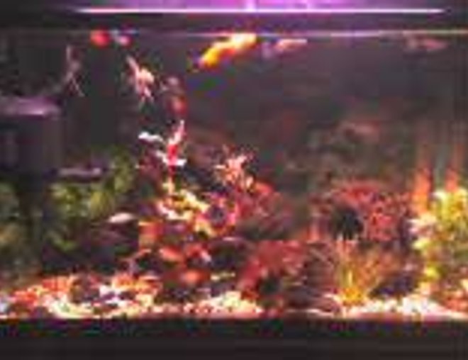 5 gallons freshwater fish tank (mostly fish and non-living decorations) - I got this hobby when my father started to buy new fish tank for himself.So everyday i watch the angel fish playing and the decoration was beautiful n it just 2 ft tank.So last month i try it n bought myself 2 ft fish tank,n i decorate it n my father is proud of me...So if u hav the interest n sincere with the hobby u will succed.Bt still i got a lot of things to learnt.So im very enthusiatict n buy alot of books n finf at the intenet.So one day my achieve is goin to buy at least 6ft tank.Thats my dreamz.....