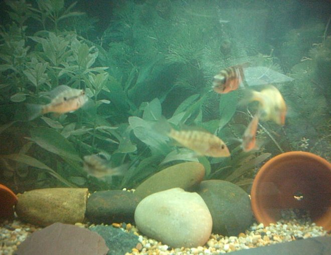 66 gallons freshwater fish tank (mostly fish and non-living decorations) - My geophagus.