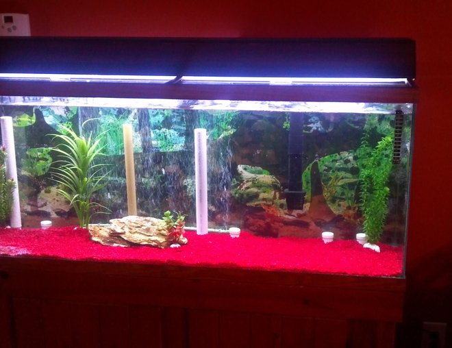 55 gallons freshwater fish tank (mostly fish and non-living decorations) - Old tank