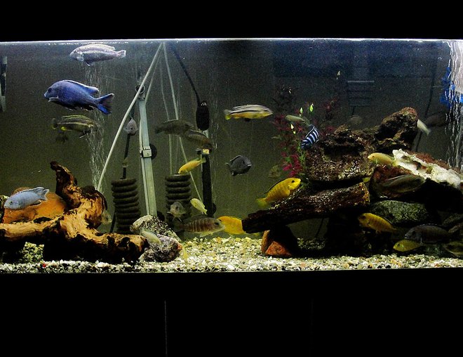 55 gallons freshwater fish tank (mostly fish and non-living decorations) - Note - cool feature in the mid-section of the tank, the cichlids are in a circle formation. 55 Gallon Cichlid Tank, w/ Breeder
Net. I have a great picture of a
pair spawning