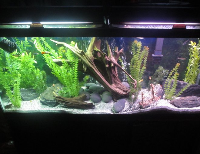 55 gallons freshwater fish tank (mostly fish and non-living decorations) - HOLIDAE HUSTLEZ 55 gallon Freshwater...23 fish of all sorts, 2 snails, 1 pleco