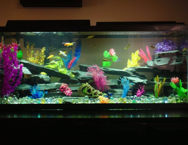 55 gallons freshwater fish tank (mostly fish and non-living decorations) - 55g Malawi Cichlid