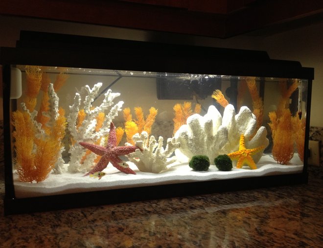 20 gallons freshwater fish tank (mostly fish and non-living decorations) - My tank, 20 gallon long