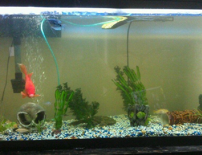 55 gallons freshwater fish tank (mostly fish and non-living decorations) - my 55 gallon rectangle