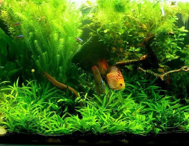 freshwater fish tank (mostly fish and non-living decorations) - -