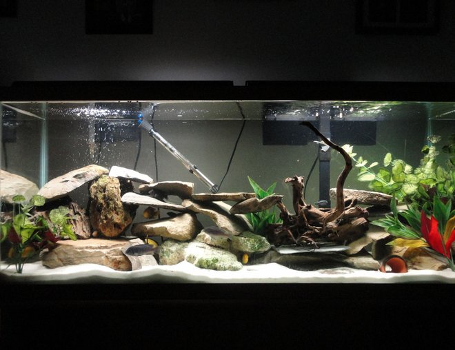 55 gallons freshwater fish tank (mostly fish and non-living decorations) - Lake Malawi Cichlid tank