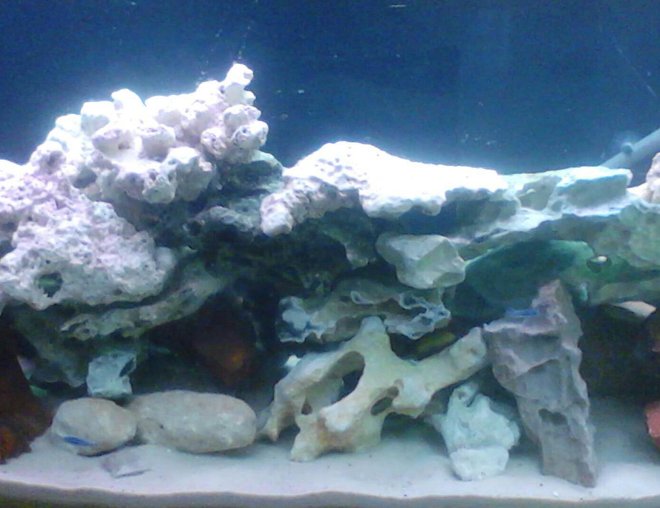 55 gallons freshwater fish tank (mostly fish and non-living decorations) - This is my cichlid tank. It has all rock and sand. With yellow labs and maingano