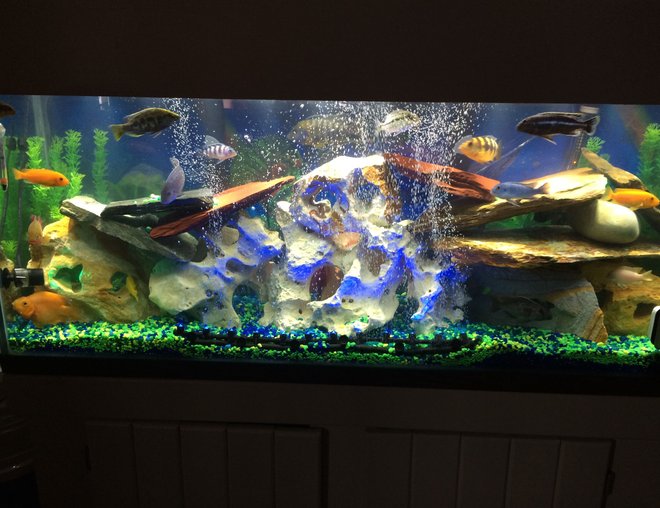55 gallons freshwater fish tank (mostly fish and non-living decorations) - Love all the colors