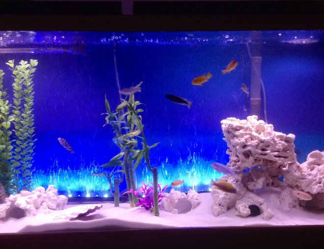 55 gallons freshwater fish tank (mostly fish and non-living decorations) - Cichlid tank