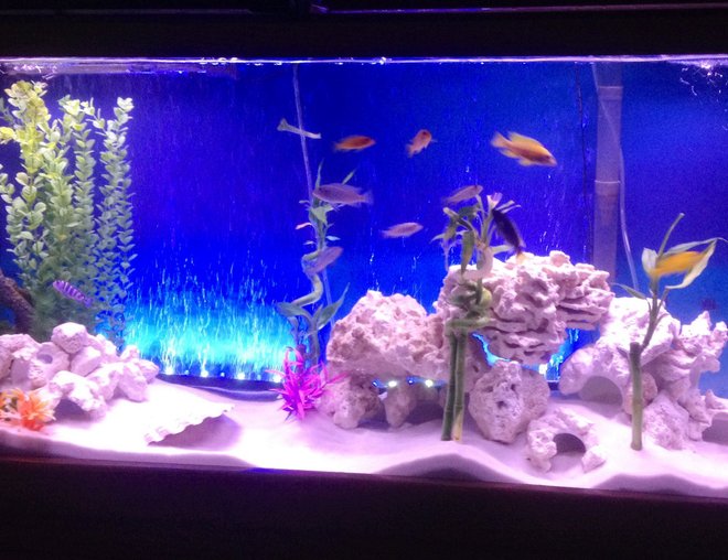 55 gallons freshwater fish tank (mostly fish and non-living decorations) - Reef rock in 55gal cichlid tank