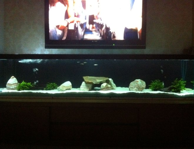 55 gallons freshwater fish tank (mostly fish and non-living decorations) - My tank, still building fish population, only about 6 fish in there at the min.78