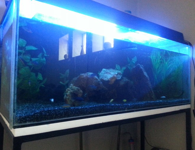 freshwater fish tank (mostly fish and non-living decorations) - A