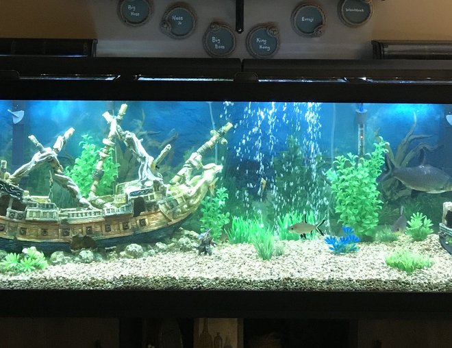 125 gallons freshwater fish tank (mostly fish and non-living decorations) - Beware of Sharks