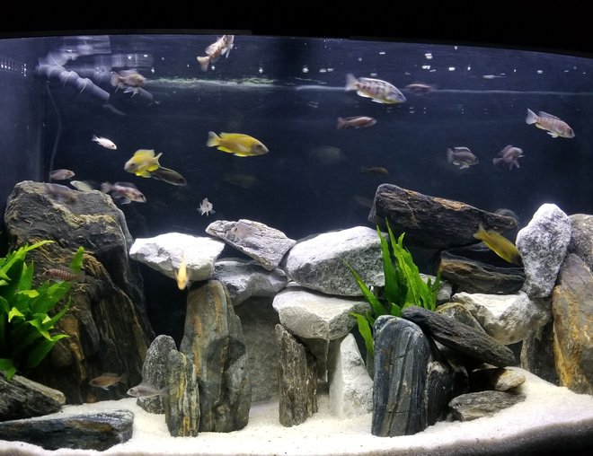 90 gallons freshwater fish tank (mostly fish and non-living decorations) - Our new Peacock tank.
Our African peacock cichlid tank.Tank: 90g bowfront with overflow,  Eshopps R100 refugium, SICCE Voyager 3 Power head Rocks: Talc, limestone and serpentine.Plants: Java fern and vallisneria (hidden behind the big rock near overflow Fish: Firefish peacock, Rubescens peacock, Ethelwynnae peacock, lemon Jake peacock, Blue Orchid peacock, Red Top Lwanda peacock, Sulfur Head peacock, German Red peacock, OB peacock, Albino pink peacock, Taiwan Reef hap, Magnum pleco (L047), Blue phantom pleco (L128), Golden nugget pleco (L018)