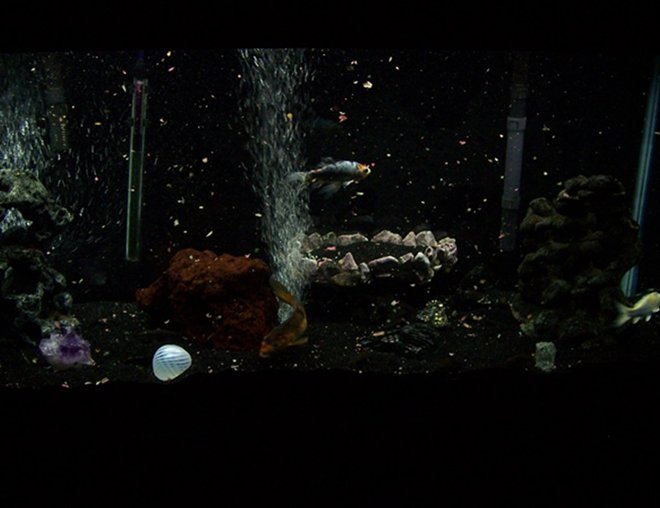 55 gallons freshwater fish tank (mostly fish and non-living decorations) - 55 gallon freshwater. It's been up and running for a little over 3 years. I'm in the process of growing new plants.