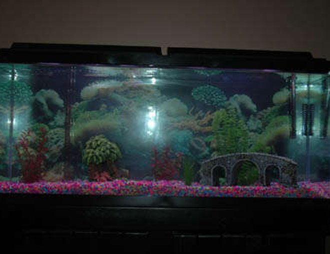 55 gallons freshwater fish tank (mostly fish and non-living decorations) - My first 55-gallon freshwater tank