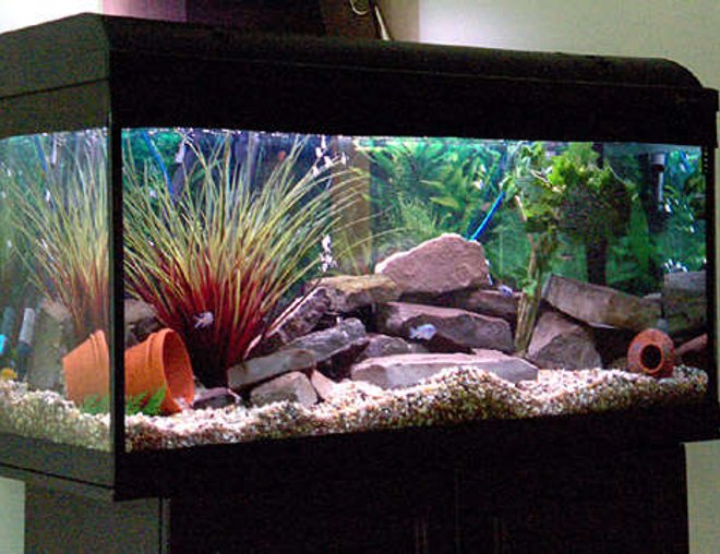 55 gallons freshwater fish tank (mostly fish and non-living decorations) - New Design for my 55 Gallons African Cichlid tank...