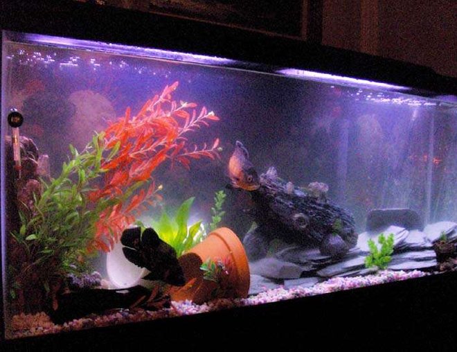 45 gallons freshwater fish tank (mostly fish and non-living decorations) - 55 gallons, 2 oscars (red and tiger), 1 pleco, 1 crayfish.  I've got a waterfall bubbler in there, a large airstone, a bunch of slate, some pots and pvc tunnels..all the plants are plastic or silk.  Filtered by a whisper 60 HOB