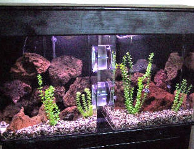 60 gallons freshwater fish tank (mostly fish and non-living decorations) - 60 split tank connected with two 6 inch tubes