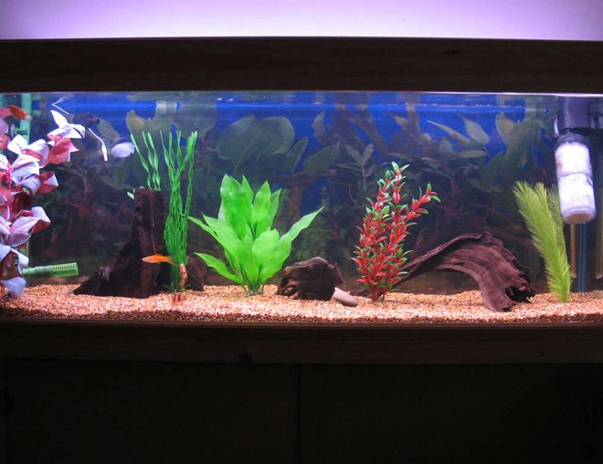 55 gallons freshwater fish tank (mostly fish and non-living decorations) - Full tank Shot