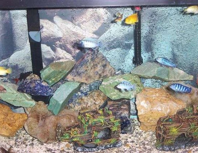 55 gallons freshwater fish tank (mostly fish and non-living decorations) - 55