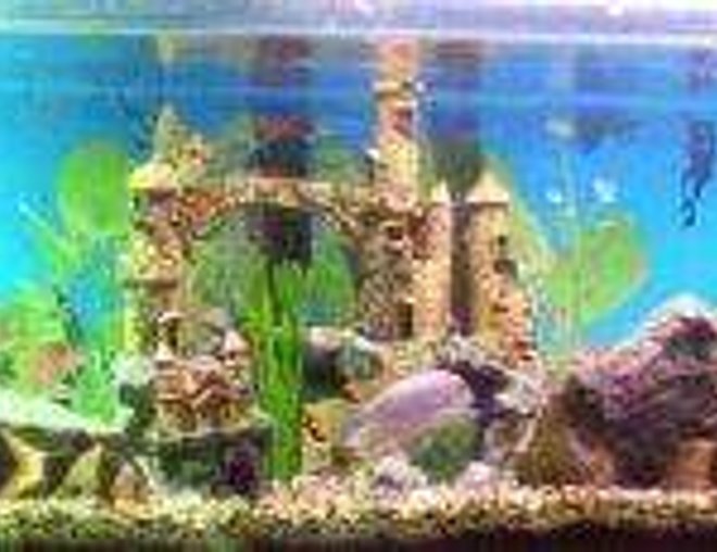 90 gallons freshwater fish tank (mostly fish and non-living decorations) - 2x bala sharks , 1 eal tail catfish , 1 salmon tail catfish , 2x clown loaches , 1 x african chichlid