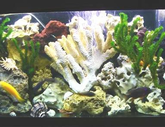 55 gallons freshwater fish tank (mostly fish and non-living decorations) - 55/gl fresh