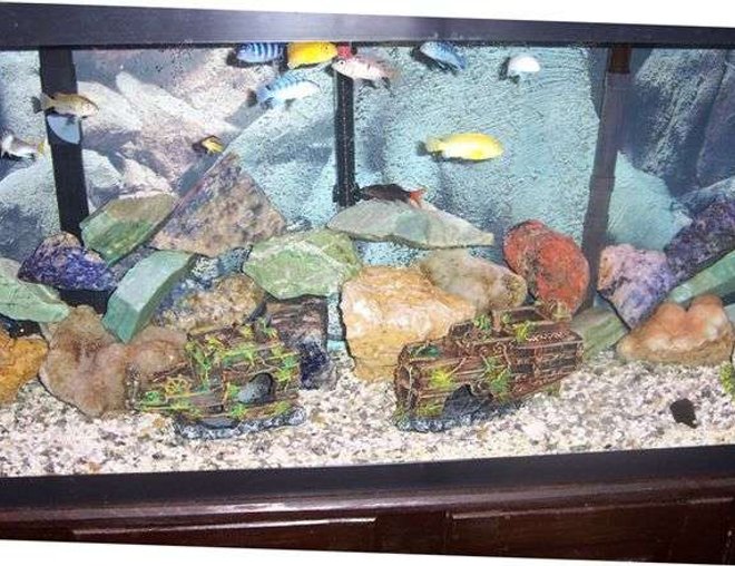 55 gallons freshwater fish tank (mostly fish and non-living decorations) - tank front view