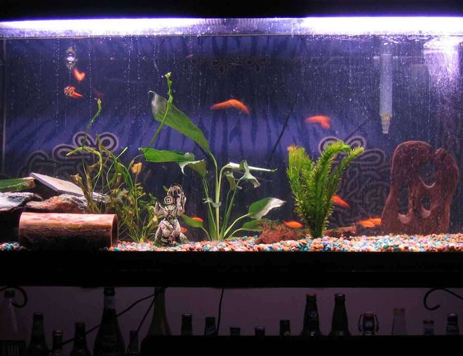 55 gallons freshwater fish tank (mostly fish and non-living decorations)