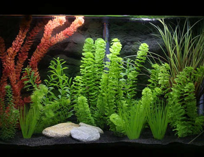 freshwater fish tank (mostly fish and non-living decorations) - 29gallon tank