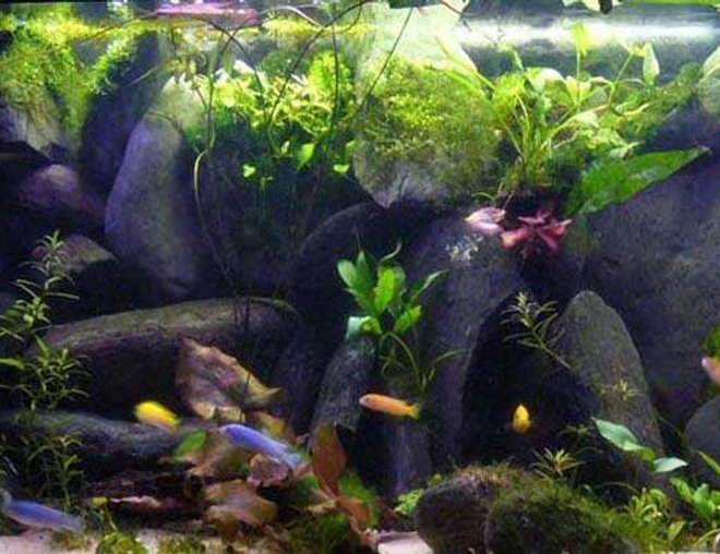 45 gallons freshwater fish tank (mostly fish and non-living decorations) - A slice of Lake Malawi (in my bedroom)  :-)
A lake malawi rocky biotope with spalshes of green n red plants/mossess and lillies.
