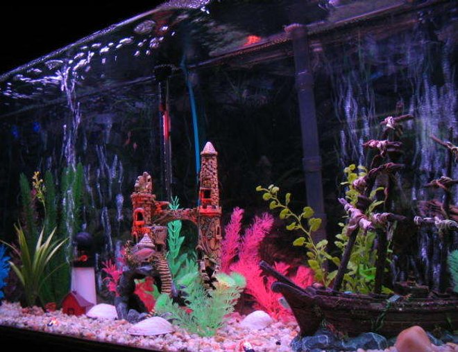 55 gallons freshwater fish tank (mostly fish and non-living decorations) - sunken ship