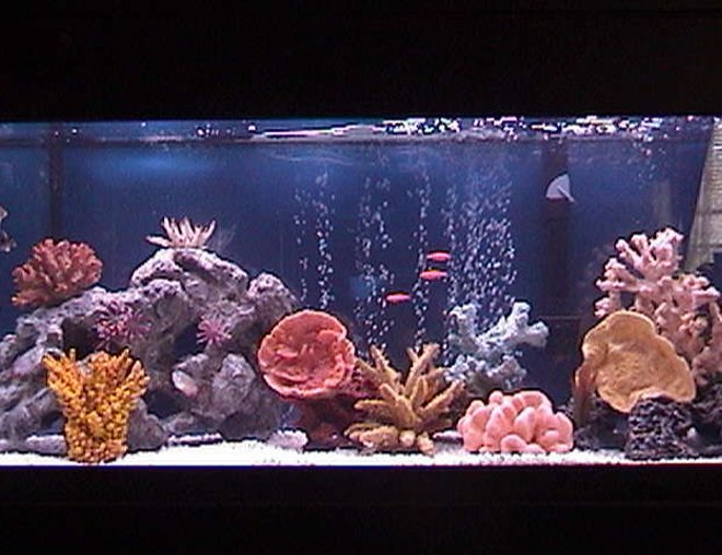 75 gallons freshwater fish tank (mostly fish and non-living decorations) - 48X18X18 All-Glass Aquarium, Marineland Penguin Power Filter 350 BIO-wheel, Dual Lighting Coralife 50/50 40watt and Aqua-Glo 18,000k 40watt, Heater (Brand Unknown), 45lbs  White Spectra Stone