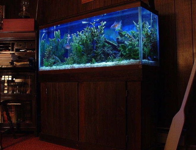 55 gallons freshwater fish tank (mostly fish and non-living decorations) - 55 gallon soft water tank