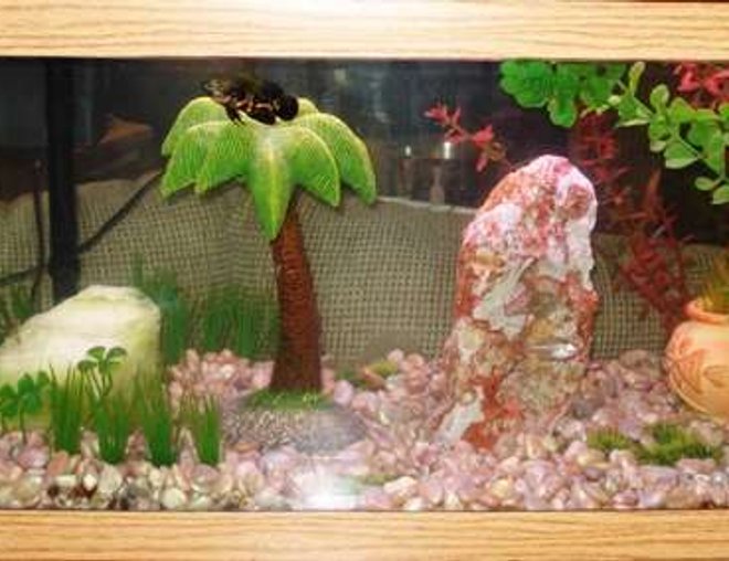 20 gallons freshwater fish tank (mostly fish and non-living decorations) - This is my first tank ever. I am really proud of its aesthetic qualities.  I love it and hope you do too.