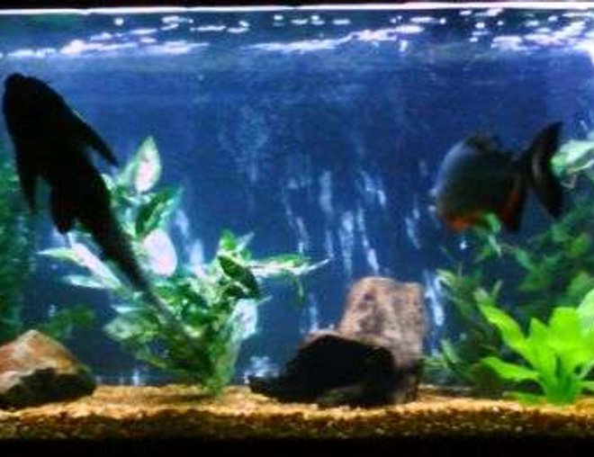 75 gallons freshwater fish tank (mostly fish and non-living decorations)