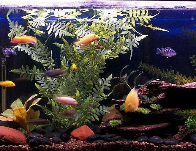 55 gallons freshwater fish tank (mostly fish and non-living decorations) - African Cichlids, 55 gal, lake rock and if you look close enough there are babies