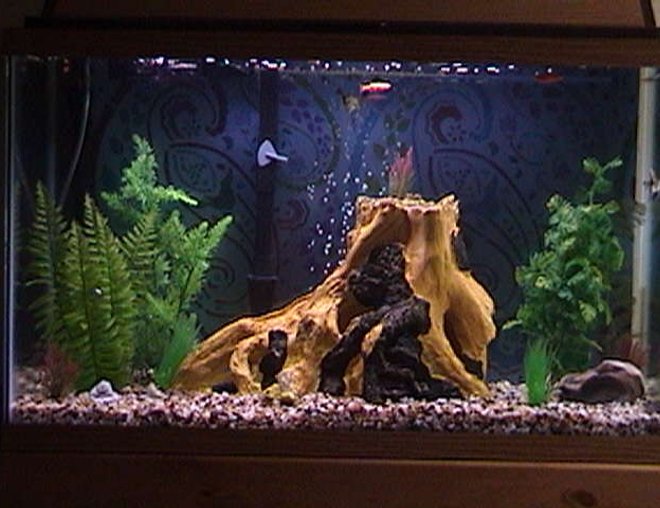 75 gallons freshwater fish tank (mostly fish and non-living decorations) - 29g-  2 Angelfish 2 Mollys 1 Cory 1 Pleco 3 Glo Fish