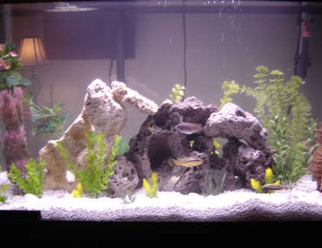 29 gallons freshwater fish tank (mostly fish and non-living decorations) - 29 gallon Cichlid. This is my old rock setup with fewer fish.