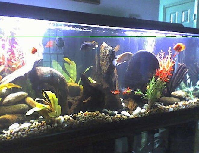 125 gallons freshwater fish tank (mostly fish and non-living decorations) - NEW PIC OF CICHLID TANK