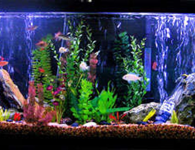 55 gallons freshwater fish tank (mostly fish and non-living decorations) - This is my tank