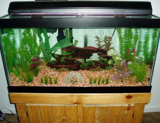 50 gallons freshwater fish tank (mostly fish and non-living decorations) - 50 gallon AGA tropical community aquarium with versa glass tops and a strip light. Marineland Emperor 280 filter and a 200W Visi-therm heater.

6 Black Skirt Tetra, 8 Cardinal Tetra, 2 Peppered Corydoras, 2 Panda Corydoras